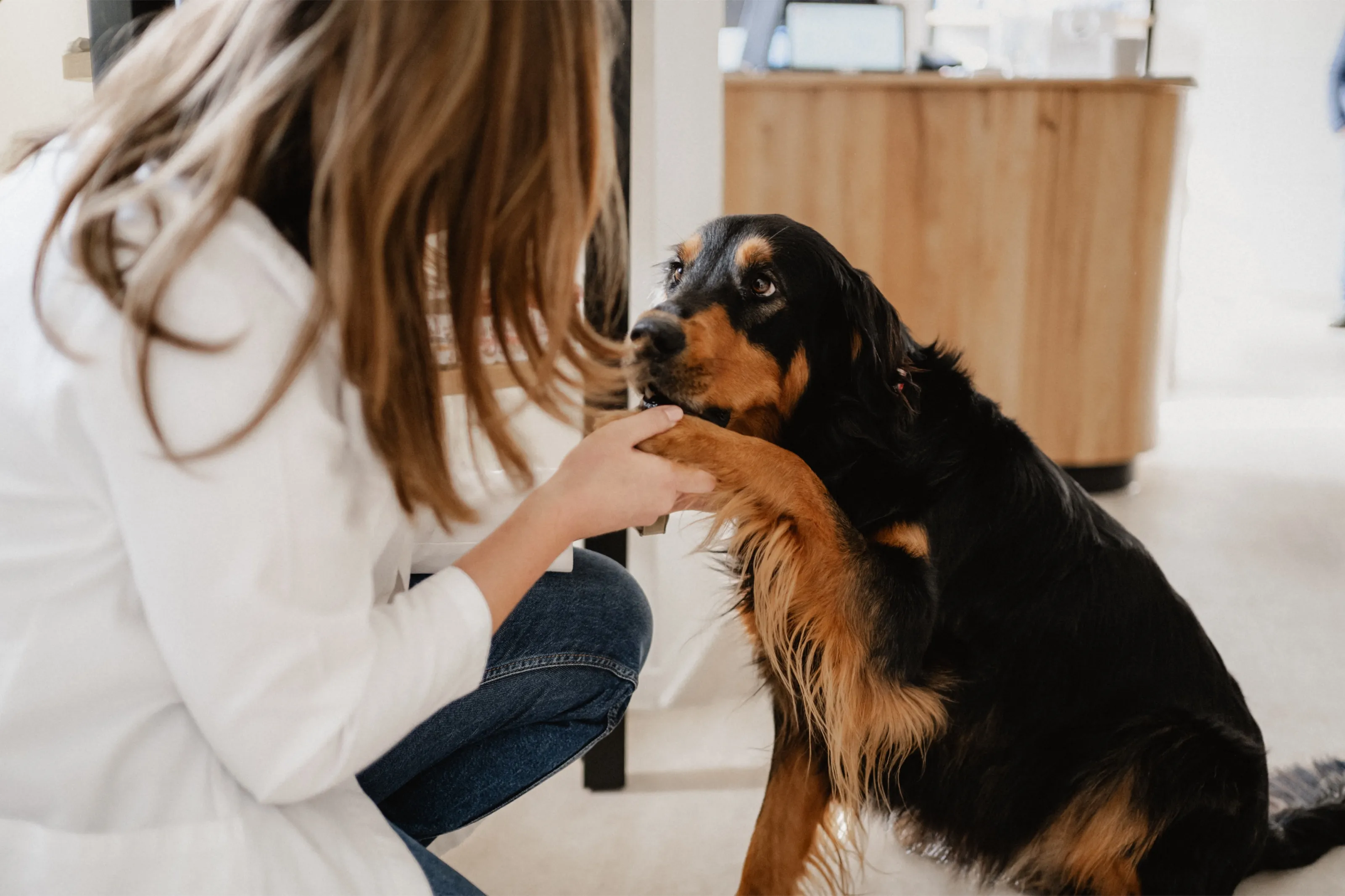 Eine Frau hält die Pfote eines Hundes, der sie in der Apotheke anschaut